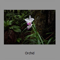 Orchid